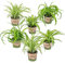 6x Graslilien Mix - Graslilie - Zimmerpflanzen - Luftreinigend – ⌀12 cm - 20-25 cm