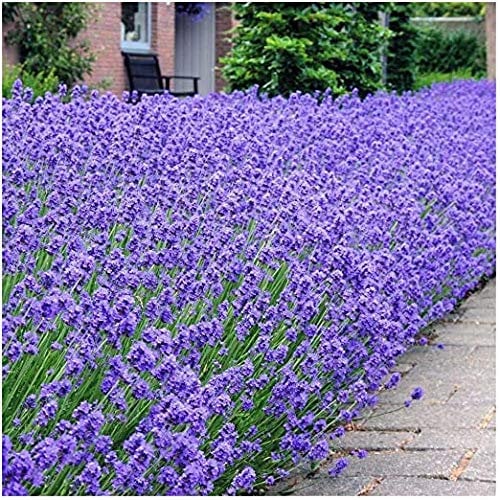 6X Lavendula English Dwarf Lavender Fragrant Foliage and Blue Flowers