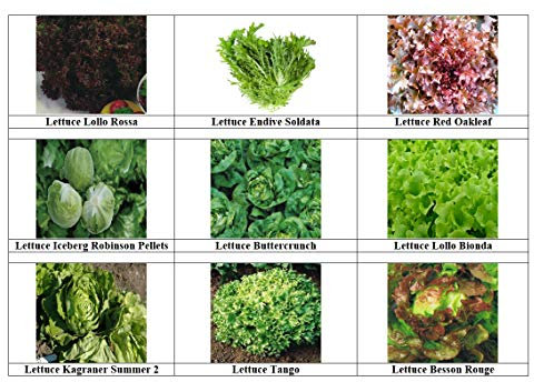 Viridis Hortus - 9 Packs of Lettuce Seeds - Buttercrunch, Endive Soldata, Iceberg Robinson, Red Oakleaf etc