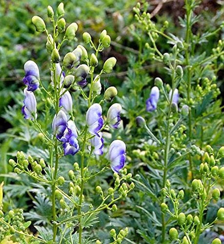 Eisenhut Bicolor - Aconitum napellus - Gartenpflanze