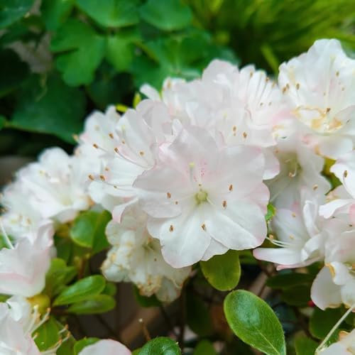 200 pcs rhododendron winterhart samen, biosaatgut, kübelpflanzen winterhart azalee samen - Rhododendron simsii - pflanzen samen indoor, stauden winterhart gartenpflanzen winterhart