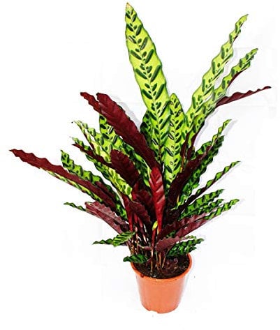 Exotenherz - XXL-Schattenpflanze mit ausgefallenem Blattmuster - Calathea lancifolia - 17cm Topf - ca. 60-70cm hoch