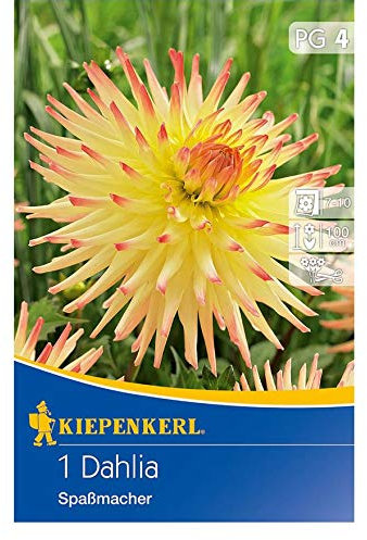 Kaktus-Dahlien Spaßmacher, sanftes Gelb das in orangen Spitzen ausläuft, für Beet und Schnitt
