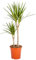 Bonplants Dracena Marginata, Tronchetto della Felicità, Robusta Pianta Vera da interni, Vaso 21 h 90 cm