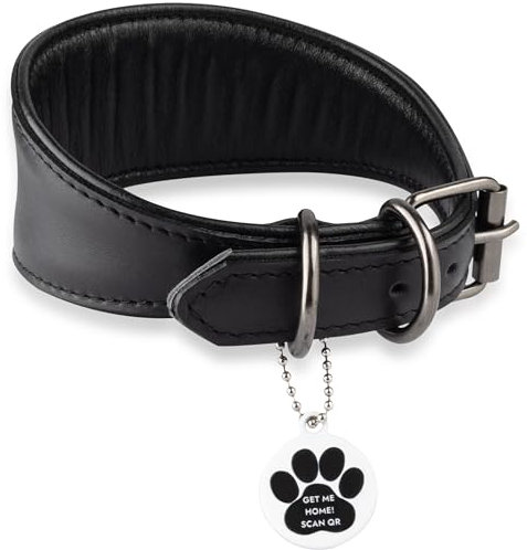 FAVPET Echtleder Windhund Halsband mit QR Code Anhänger, Weiches Lederhalsband Hund Breit Whippet Italienisches Windspiel Saluki Lurcher Spanischer Galgo Greyhound Podenco, Hundehalsband Leder (M)