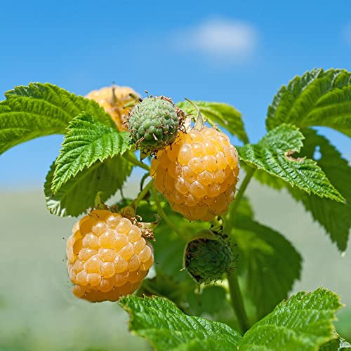 Himbeeren Pflanzen Obst Samen Obstbaum Gartenpflanzen Winterhart MehrjäHrig Exotische Himbeeren Samen Winterharte Pflanzen FüR Balkon Baumsamen Obst Pflanzensamen Bio 50 Himbeere Saatgut