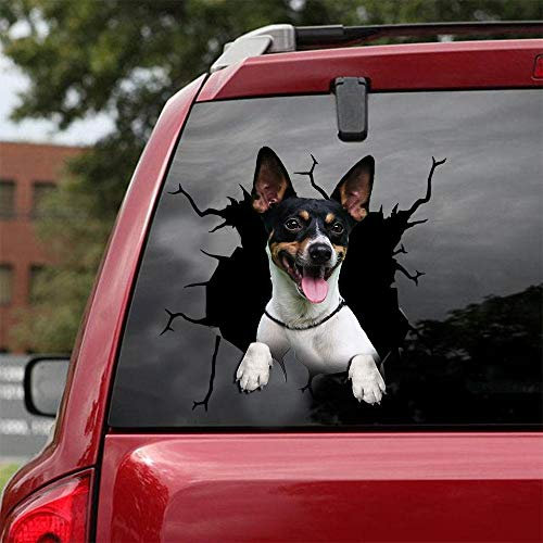 Ocean Gift Rat Terrier Auto Decals, Hund Auto Aufkleber 2 Stück - Realistische Ratte Terrier Aufkleber für Autofenster, Wände Serie 53 Größe 20,3 cm x 20,3 cm