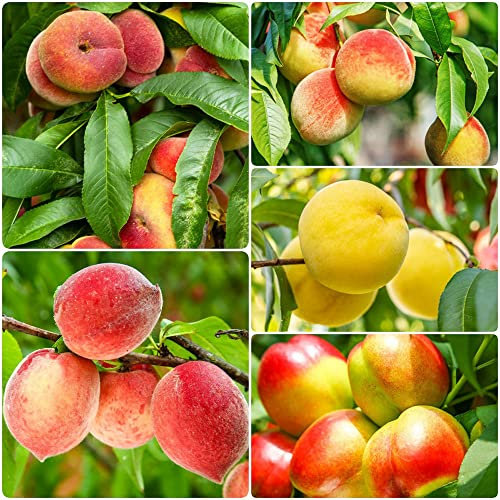 15 pezzi Semi di pesco Piante rare Serie Pesche Colonna di pesche Alberi da frutto Frutti misti Frutti esotici Bonsai Alberi Acquista semi di alberi Decorazione Piante a prova di inverno per giardin