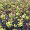 6x Mandelblättrige Wolfsmilch - Euphorbia amygdaloides ‘Purpurea’ - Kleincontainer 9x9cm