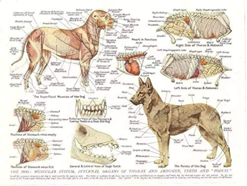 Tier Hundes Muskeln Organe Leinwand Malerei Bilder Anatomie Poster Kunstdruck Wandbilder für Krankenhaus Klinik Deko Rahmenlos (30X40CM)