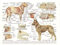 Tier Hundes Muskeln Organe Leinwand Malerei Bilder Anatomie Poster Kunstdruck Wandbilder für Krankenhaus Klinik Deko Rahmenlos (30X40CM)