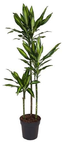 Drachenbaum - Dracaena Cintho - Zimmerpflanze - 160cm - ø24cm