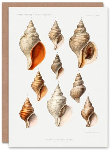 Artery8 Vintage Marine Life Art Card Molluscs from the Northen Sea