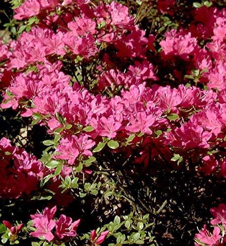 Japanische Azalee Diamant Purpur 25-30cm - Rhododendron obtusum - Zwerg Alpenrose - lebende Gartenpflanze aus den Baumschulen