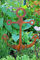 Bornhöft Gartenstecker Anker Metall Rost Gartendeko Edelrost Groß rostig (45cm x 37cm klein)