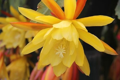 Epiphyllum 'Lingua di Suocera' – Pianta Grassa Epifita in Vaso 14 cm – Fusto Piatto e Contorto, Fioritura Gialla Gigante – Senza Spine – FOTO REALI