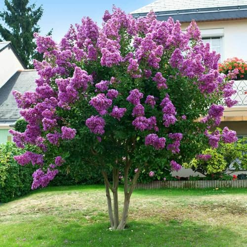 Lagerstroemia indica Viola Powhatan pianta in vaso ø18 cm | Vivaio di Castelletto