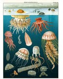 Cavallini Papers & Co., Vintage Poster Oceanography Jellyfish