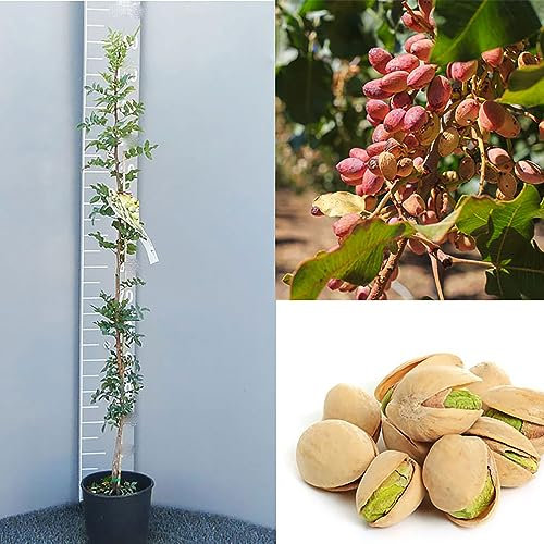 SAVINI VIVAI Pistachier Térébinthe Plantes fruitières mâles Arbre en pot 22-24 cm 2-3 ans Hauteur 130-150 cm Fabriqué en Italie