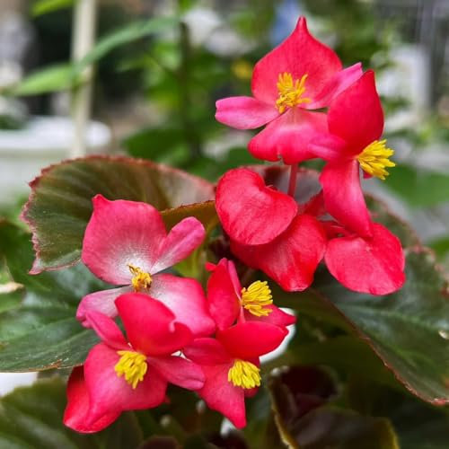 150 pcs begonien pflanzen samen balkon pflanzen blumenstauden winterhart begonie hängend samen - Malus spectabilis - hochbeet samen balkon garten frühblüher pflanzen outdoor pflanzen
