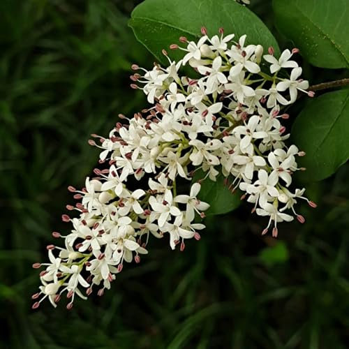 200 Pcs Liguster Heckenpflanzen Samen, Topfpflanzen Draußen Winterhart, Deko Wohnzimmer, Ligustrum Lucidum, Schnellwachsende Sträucher Als Sichtschutz Stauden Winterhart Mehrjährig,