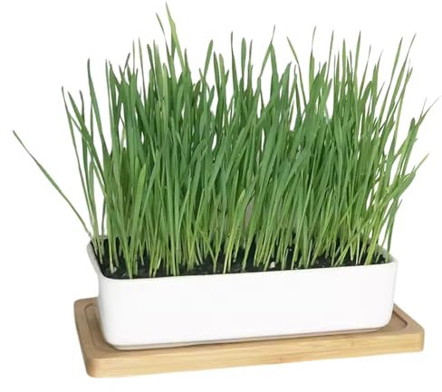 Garden Lawncare Guy Cat Grass Planter Luxury White Ceramic Pot/Bowl with Bamboo Base