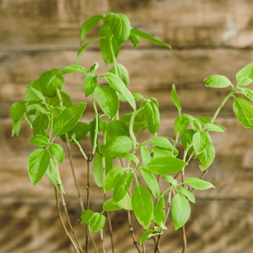 Sweet Marjoram Seeds – Aromatic Herb for Cooking – Easy to Grow – Fresh Herbs All Year Round – for Your Kitchen Garden