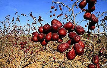 10 Samen/Paket, rot Jujube Seed in China, Kuchen und Health Professional Network Wind Pflanzen von Obstbäumen
