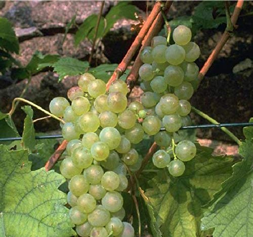 Weinrebe `Suzi´, pilzfest, goldgelb, 60-80cm im 9x9cm-Topf