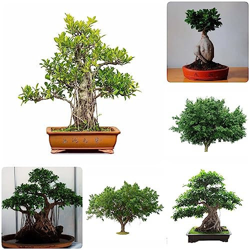 Ficus Pflanze Samen,Ficus Microcarpa, Hochbeete Für Garten Deko Büro Mini Garten Baum Winterharte Stauden Mehrjährig Gartenarbeit Winterharte Stauden 20 Stück