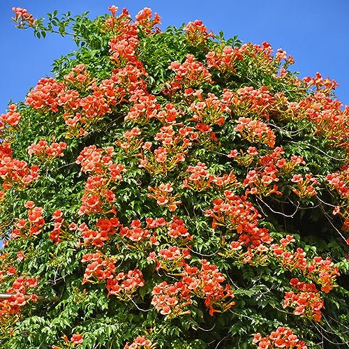 15 pcs Parthenocissus tricuspidata wilder Wein samen - plant saatgut alte sorten stauden winterhart mehrjährig Creeper,Parthenocissus Quinquefolia pflanzensamen büropflanzen ausgefallene