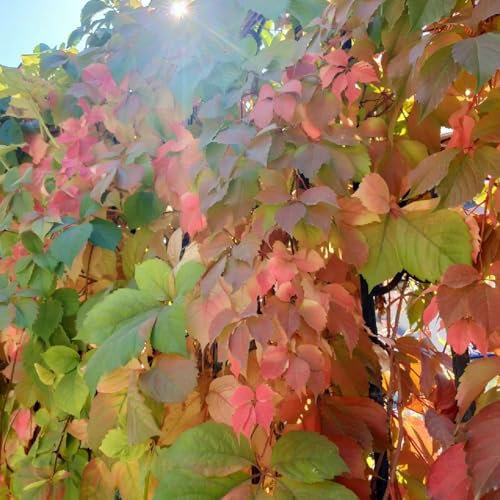 300 pz Semi di Parthenocissus tricuspidata (vite vergine) coltivazione del seme le piante di vite sono resistenti giardino di piante Piante resistenti per il giardino Le piante perenni