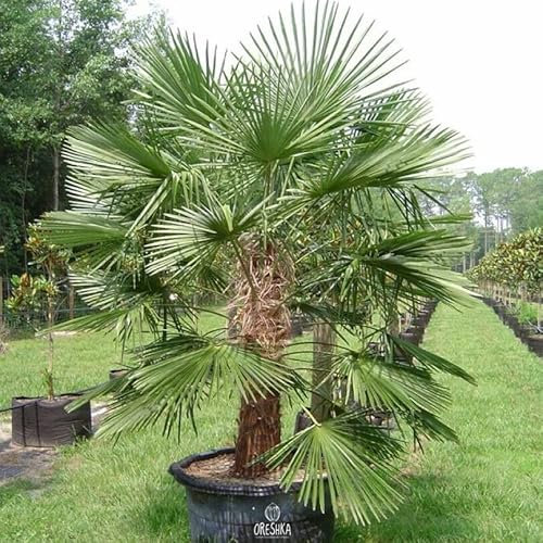 Palm Tree Trachycarpus fortunei 5 PCS Fresh Seeds, Chinese Windmill Palm Seeds