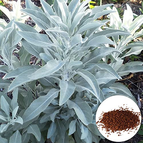Luojuny Semi di Salvia Ricca di nutrienti ricchi di Buon Raccolto Non-GMO in Rapida Crescita Semi di Salvia Bianca per Patio