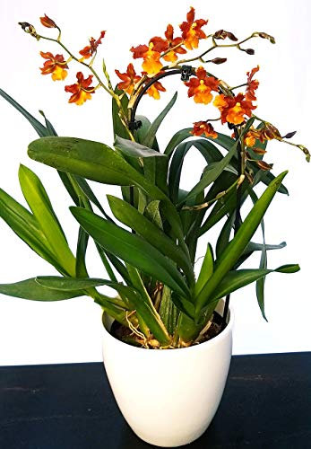 POWERS TO FLOWERS - CAMBRIA ARANCIO, ORCHIDEA IN VASO CERAMICA BIANCO, pianta vera