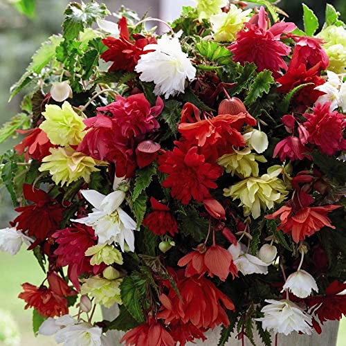6 x Begonia Pendula Mixed- Also Known as Trailing or Hanging begonias- Striking Full Double Blooms- Graceful Cascading Flowers Hanging from pots and Baskets- for Your Beautiful Summer Garden