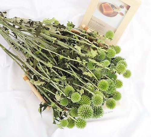 Konservierte Echinops Globus Disteln Blumen, konservierte Echinops Globus Blume für Hochzeit, Boho Party, Wohnkultur, DIY Blumenarrangements, Geschenkbox Dekorationen, Getrocknete Blumenkunst, Grün