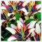 Lilien zwiebeln,Winterharte mehrjährig,Seltene Pflanzen,lilie riesen,lilienknollen,Lilien deko,Lilien im Topf,Asiatische lilien,lilien Zwiebeln Winterhart,lilie forever susan.-4zwiebeln-L