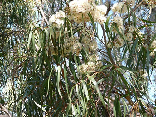Corymbia bella Ghost Gum 5 Samen, Eucalyptus - Bonsai/garten
