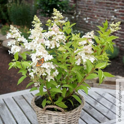 Rispenhortensie 'Confetti'®, Hydrangea paniculata, weiß, Topf 5 Liter