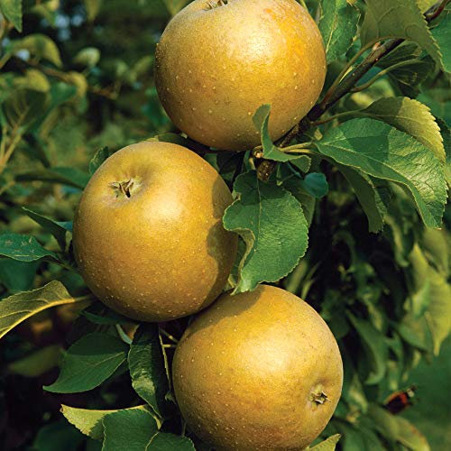 Thompson & Morgan Hardy Apple Fruit Tree ‘Egremont Russet’ Variety, Bare Root Plant, Highly Attractive to Pollinators, High Yielding Ideal for Kitchen Gardens, Allotments, Patio and Containers