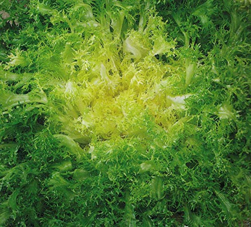INDIVIA RICCIA VALLONA NR.300 SEMI