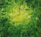 INDIVIA RICCIA VALLONA NR.300 SEMI