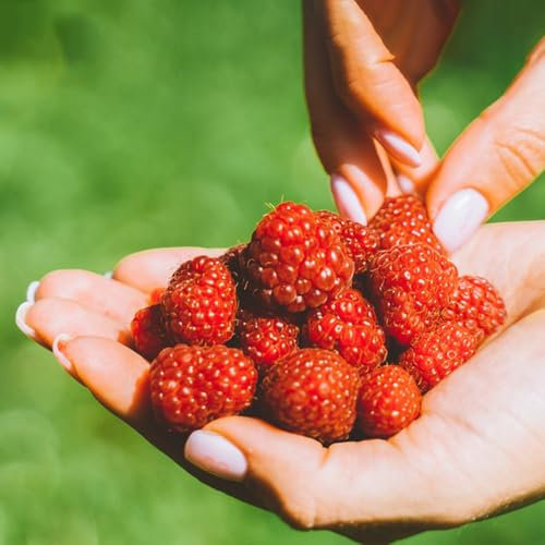 himbeeren pflanzen balkon samen,himbeere obstbäume kaufen, hochbeet balkon obstbaum, bio saatgut obstbäume kaufen zimmerpflanze zwergobstbäume winterhart, saatgut alte sorten exotische 500pcs