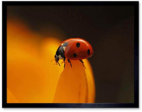 Ladybird Lady Bug Beetle Red Macro Insect Art Print Framed Poster Wall Decor Kunstdruck Poster Wand-Dekor-12X16 Zoll