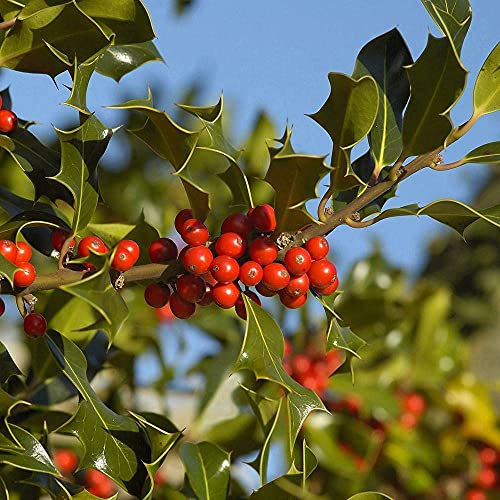 Agrifoglio Ilex aquifolium pungitopo pianta in vaso ø14 cm h. 30/60 cm Vivaio di Castelletto