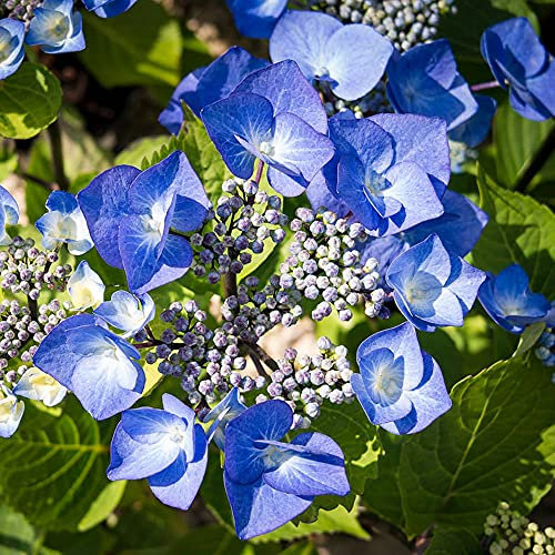 Lacecap Hydrangea macrophylla Zorro | Deciduous Potted Garden Shrub for Sale (15-30cm Incl. Pot)