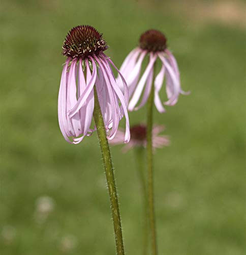 Bleicher Sonnenhut Hula Dancer - Echinacea pallida - lebende Gartenpflanze aus den Baumschulen