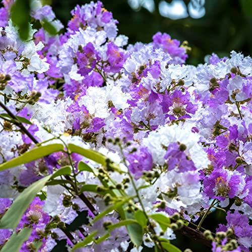 600 Stück kreppmyrte winterhart samen Lagerstroemia indica - Seltene Pflanzen serie - geschenk nachhaltige pflanze gartenarbeit baumsamen bonsai baum hochbeet balkon pflanztopf