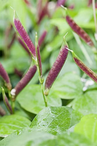 Lathyrus vernus 9x9 cm Topf – Winterhart & Mehrjährig & Pflegeleicht – Frühlings-Platterbse – Staude für Schattenbeet & Gehölzrand